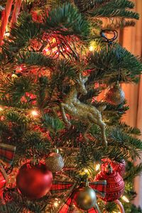 Low angle view of christmas tree