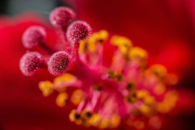 Close-up of flowering plant