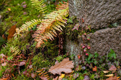 Close-up of plants against trees