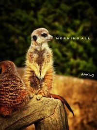 Close-up of owl sitting on land