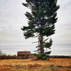 Tree on field against sky