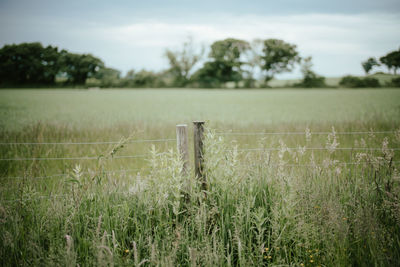 Scenic view of field against sky