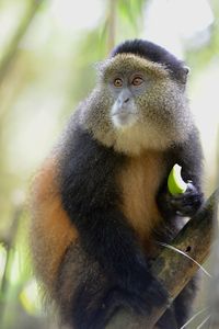 Portrait of monkey eating food