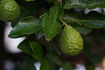 Close-up of fresh green leaves in water