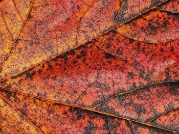 Full frame shot of autumnal leaves