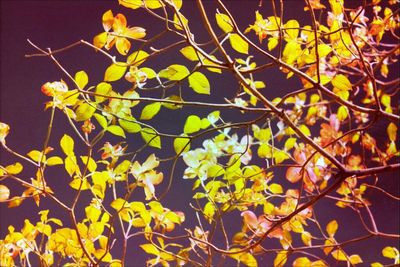 Close-up of leaves