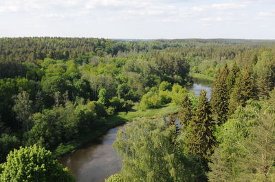 Scenic view of forest against sky