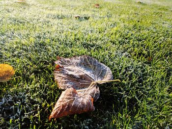 Close-up of leaf on field