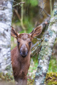 Close-up of an animal on tree trunk