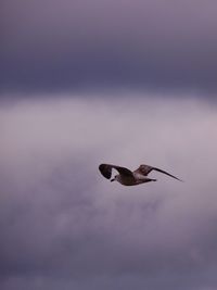 Low angle view of bird flying against sky