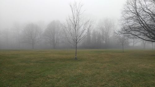 Scenic view of field in foggy weather