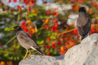 Bird perching on rock