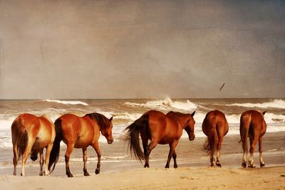 Horses walking at beach against sky