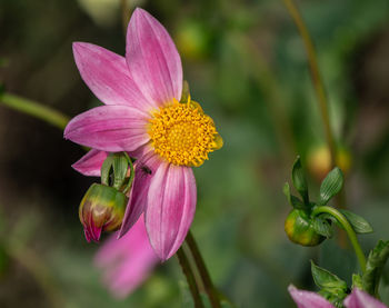 Close-up of pink flower buds