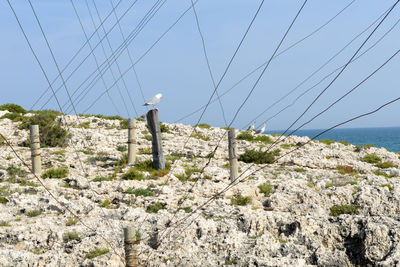 Plants growing on rocks by sea against sky