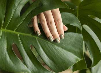 Close-up of green leaves