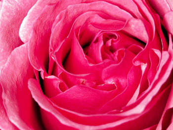 Close-up of pink rose