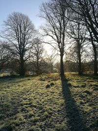 Trees against sky