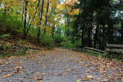 Road amidst trees during autumn