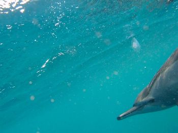dolphin