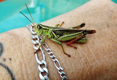 Close-up of grasshopper on human hand