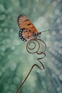 Close-up of butterfly on leaf