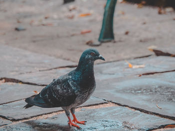 Close-up of pigeon perching on a land