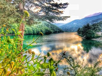 Scenic view of lake by trees