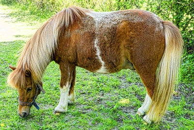 Horse grazing on grassy field