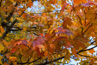 Close-up of autumn tree