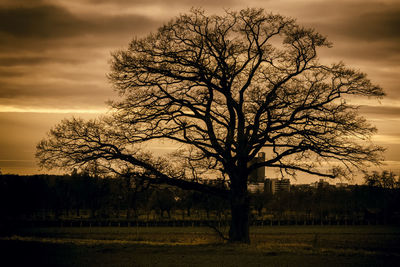 Silhouette bare tree on field against sky at sunset