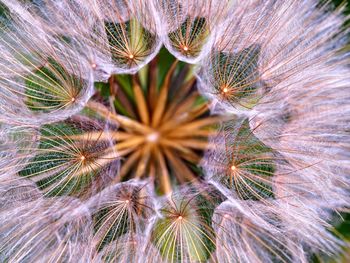 Close-up of dandelion on plant