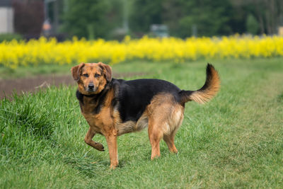 Portrait of dog on field