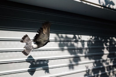 Close-up of bird flying against railing