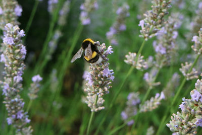 Close-up of bee pollinating on lavender