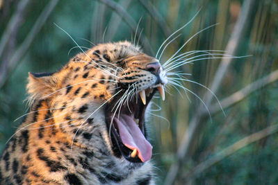 Close-up of a tired leopard