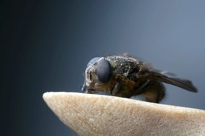 Close-up of housefly on stone against gray background