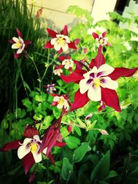 Close-up of pink flowers