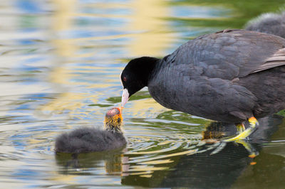 Close-up of duck swimming in lake