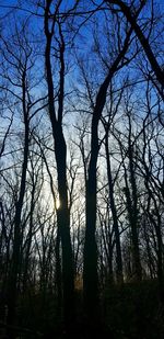 Low angle view of sunlight streaming through trees in forest