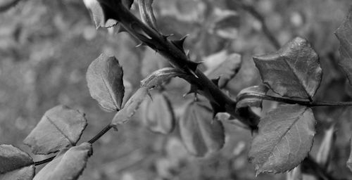 Close-up of plant against blurred background