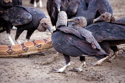 Close-up of birds