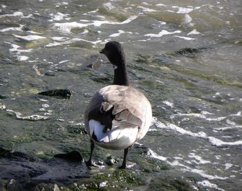 Bird flying over calm lake