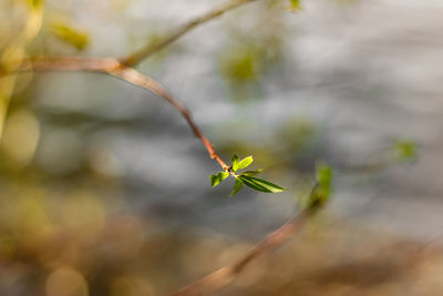 Close-up of plant