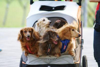 Dogs in cart on footpath
