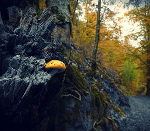 Close-up of yellow mushroom growing on tree trunk