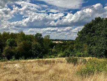 Trees on field against sky