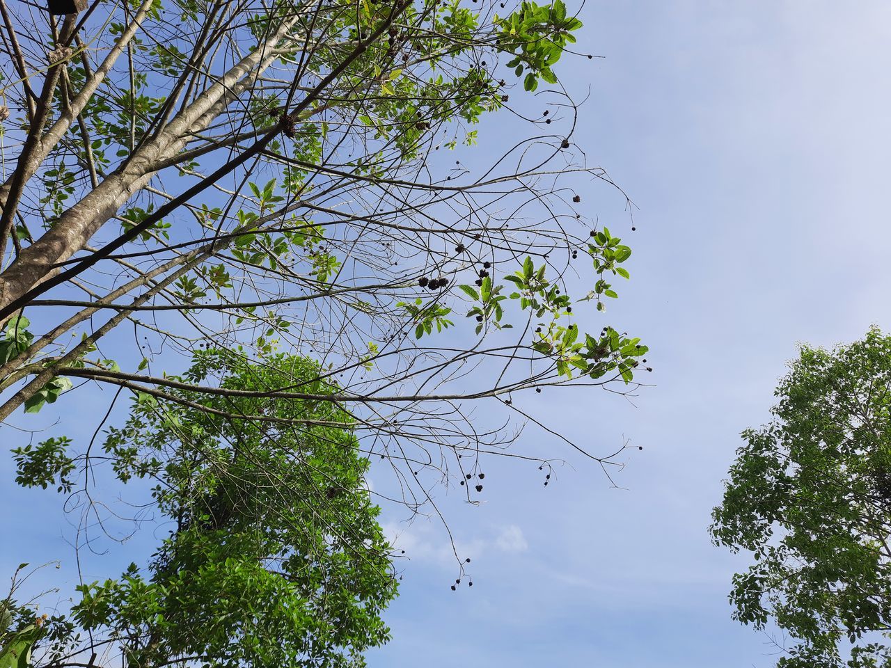 tree, plant, sky, nature, branch, leaf, low angle view, flower, green, no people, beauty in nature, cloud, outdoors, day, growth, blue, tranquility, environment, sunlight, plant part
