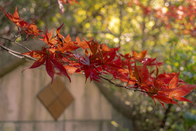 Close-up of maple leaves on tree during autumn