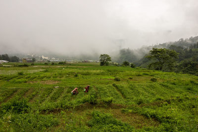 Scenic view of rural landscape